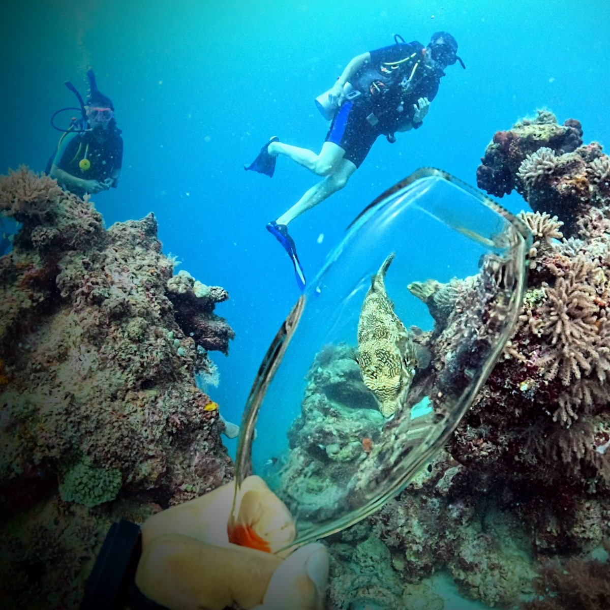 Scuba diving Zanzibar