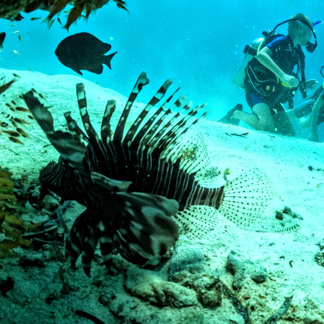 Scuba diving with cool Zanzibar