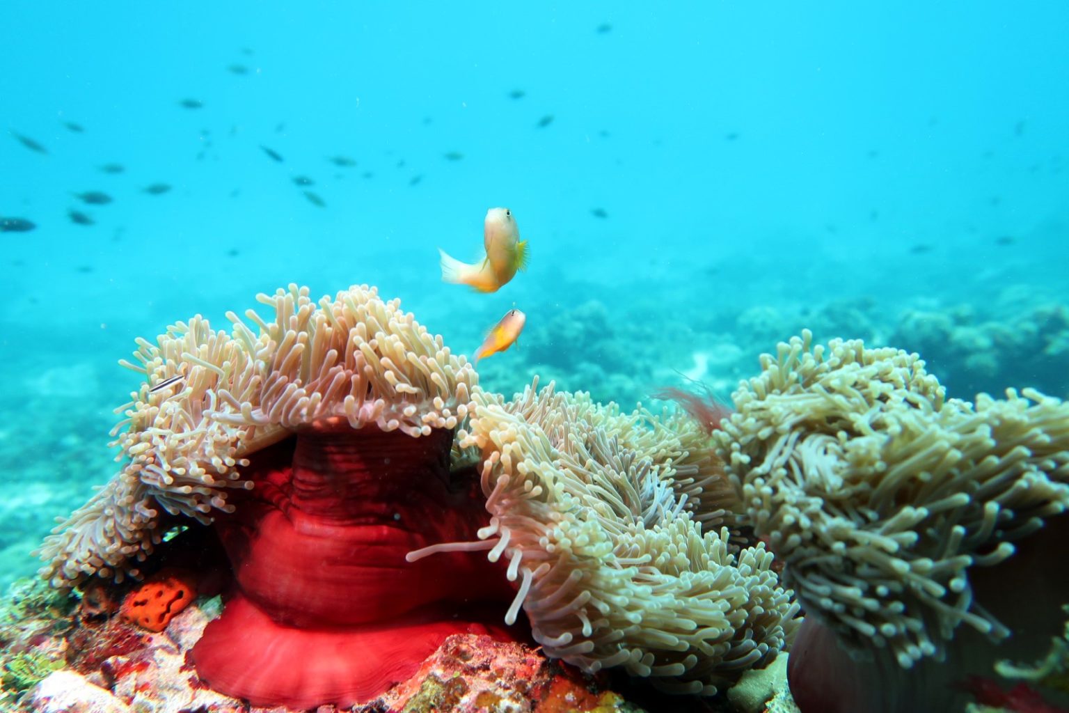 Best Scuba diving in Zanzibar excursions experience in Zanzibar