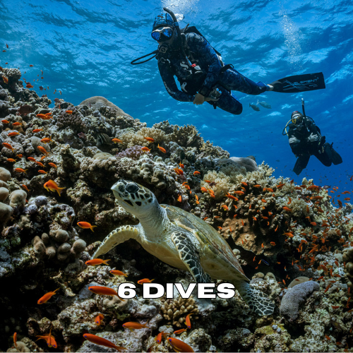 Sea turtle swimming with two scuba divers during a 6 dives package in Zanzibar