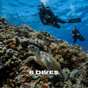 Sea turtle swimming with two scuba divers during a 6 dives package in Zanzibar