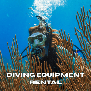 Scuba diver swimming behind coral reef with professional diving equipment in Zanzibar